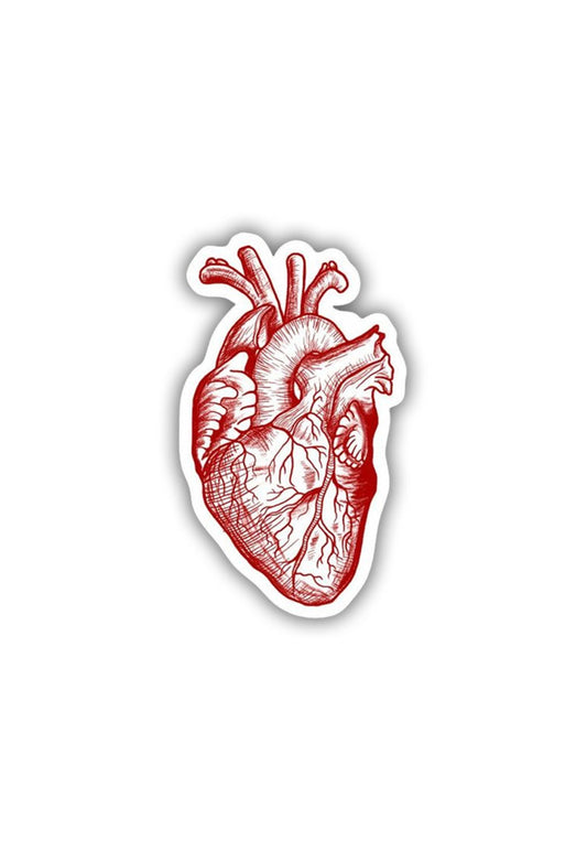 Heart Anatomy Sticker