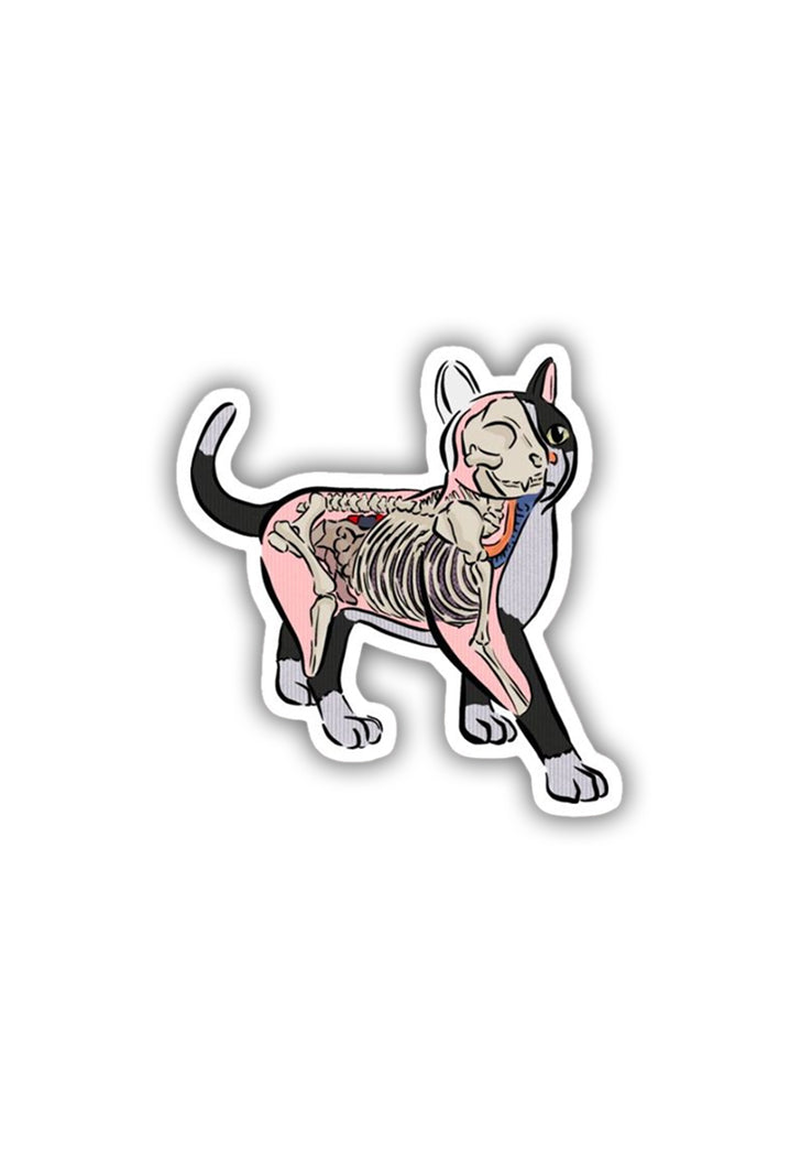 Cat Anatomy Sticker